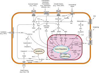 Signal transduction